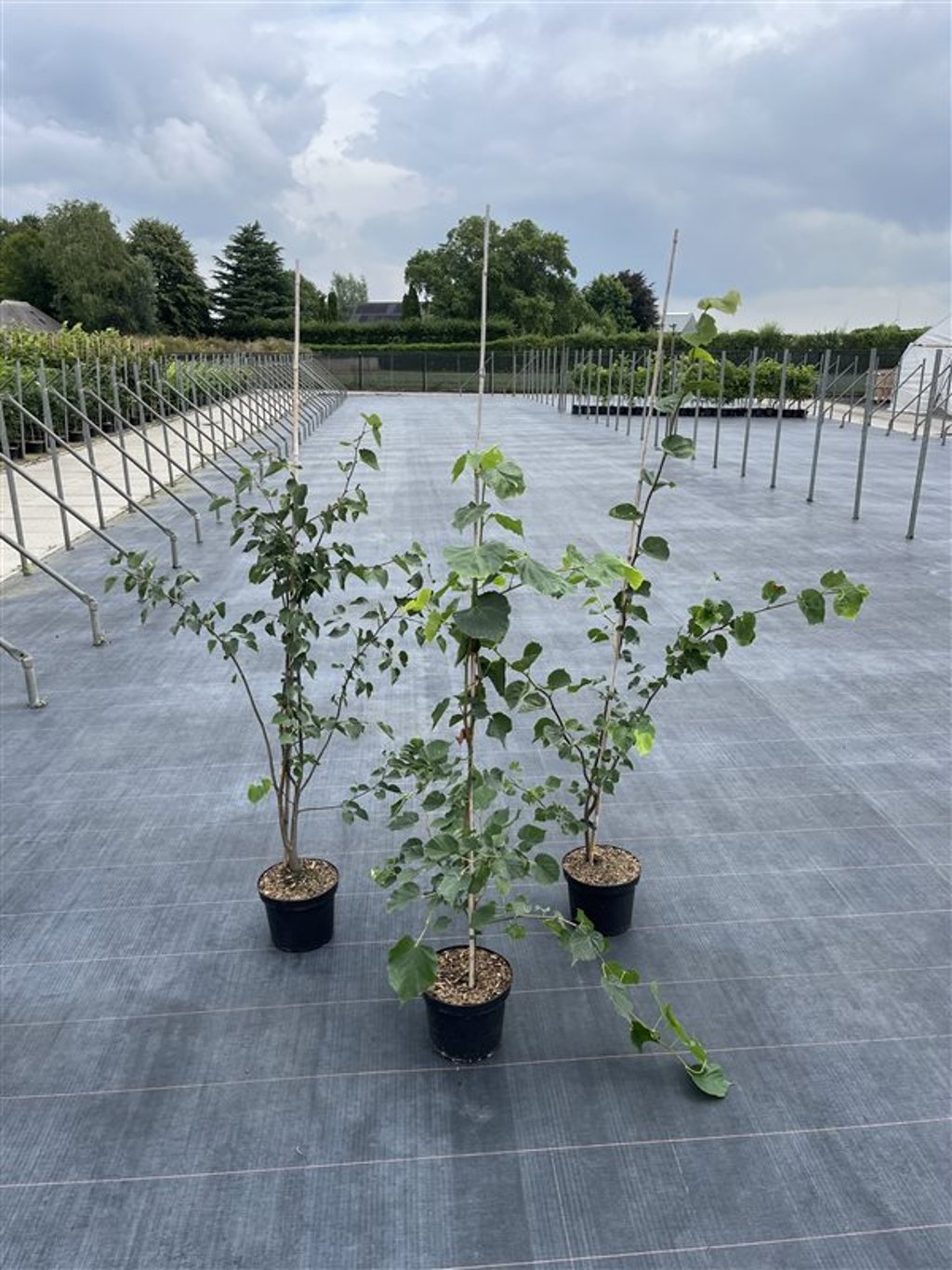 Tilia cordata - C5 100-125 CM Stick